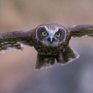 Workshop Roofvogels in Focus