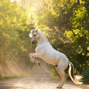 Workshop Een Nobel Portret - Paard in Beeld