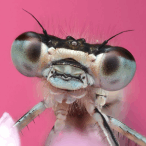 Workshop Macro met Marit