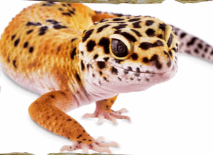 Workshop Reptielen - Camouflage in Beeld